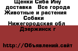 Щенки Сиба Ину доставка - Все города Животные и растения » Собаки   . Нижегородская обл.,Дзержинск г.